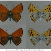 lyc thersamon imago2 volg1